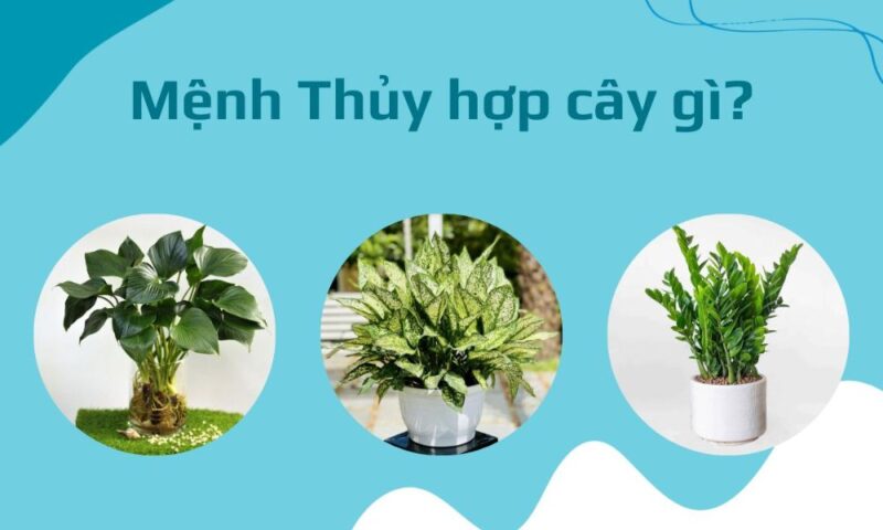 Mệnh Thủy Nên Trồng Cây Gì Trước Nhà Để Hút Tài Lộc Và Cân Bằng Phong Thủy