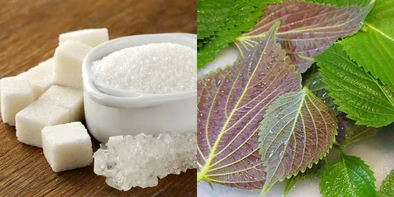 Hỗn hợp đường và tía tô giúp đuổi gián.