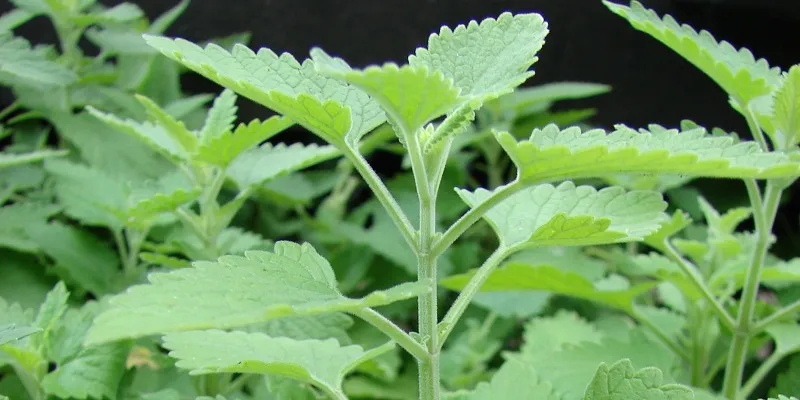 Trong cây bạc hà có tinh dầu Nepetalactone có tác dụng đuổi muỗi và các loài côn trùng khác.