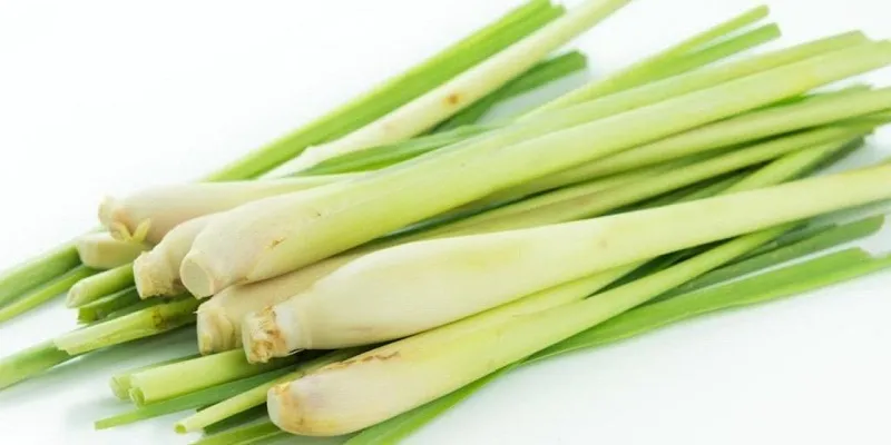 Tinh dầu trong cây sả khiến muỗi và côn trùng mất định hướng, không bay vào nhà.