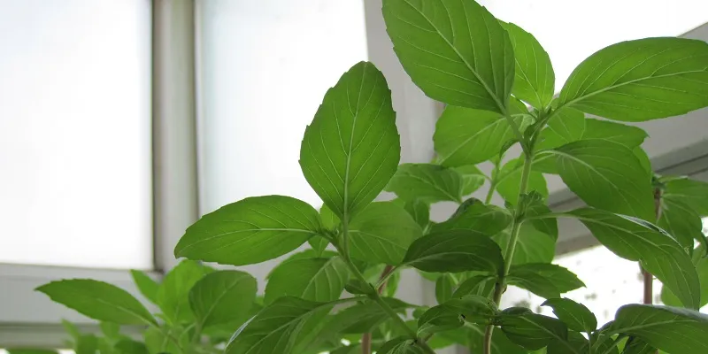 Trồng nhiều rau húng quế trong vườn vừa khiến muỗi tránh xa, vừa tiện lợi để nấu ăn!