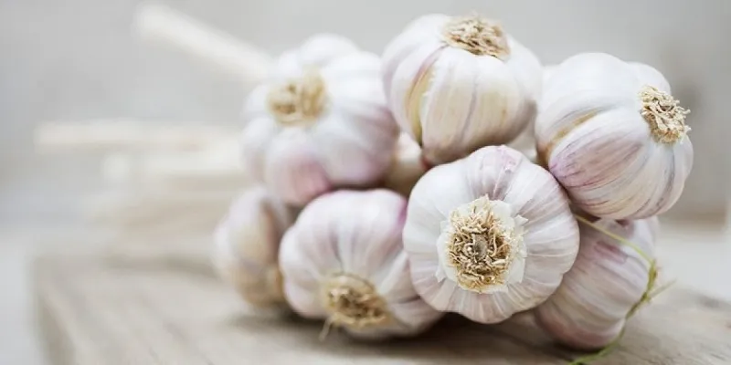 Giã nát tỏi rồi pha với nước, thoa lên da khiến muỗi không dám tấn công bạn.