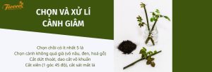MẸO GIÂM CÀNH HOA HỒNG NÂNG TỶ LỆ SỐNG LÊN 99%