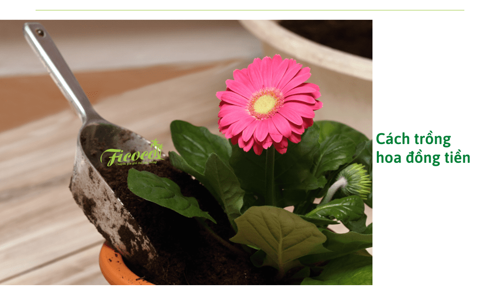 cach-trong-hoa-dong-tien