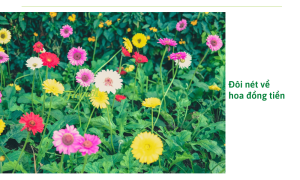 Mẹo trộn giá thể trồng hoa đồng tiền giúp cây luôn ra hoa nhiều