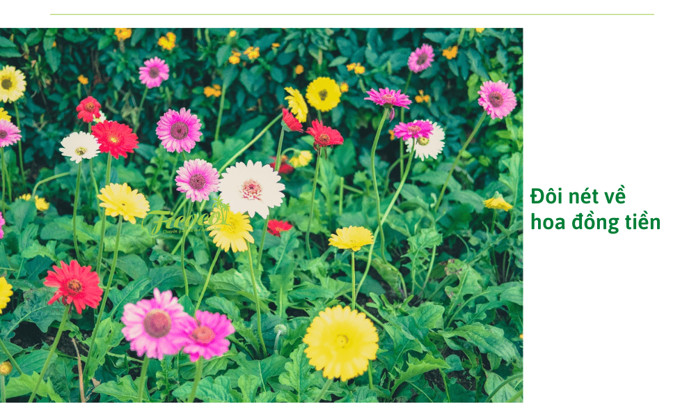 doi-net-ve-hoa-dong-tien