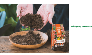 Mẹo trồng hoa sao nhái giúp cây luôn ra hoa tươi tốt