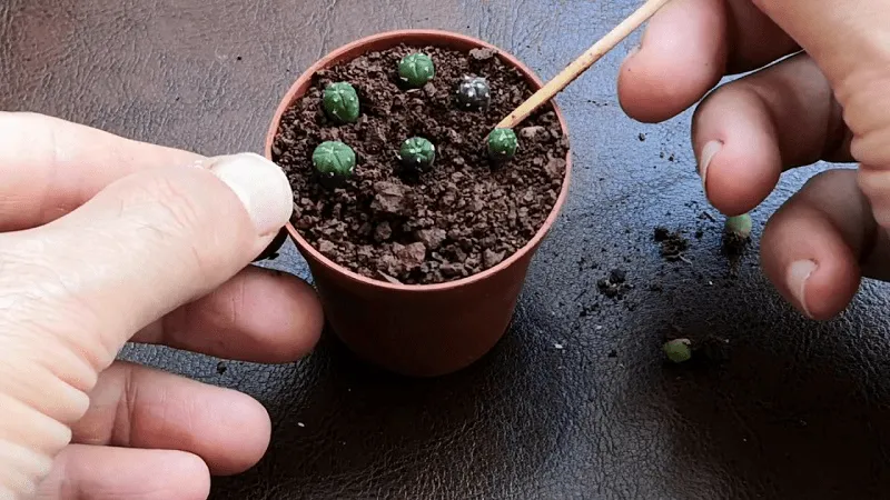 Máº¹o trá»"ng xÆ°Æ¡ng rá»"ng aster 3