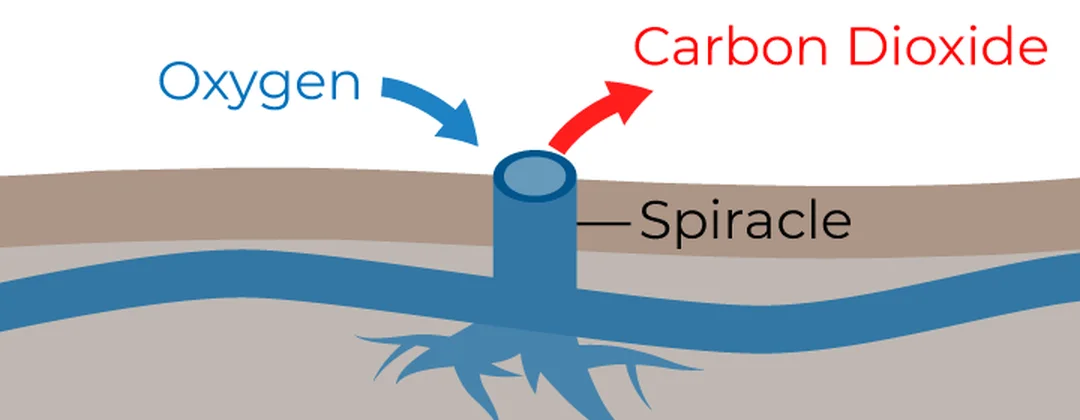 Minh họa dòng Oxy và CO2 trong côn trùng hô hấp bằng hệ thống ống khí