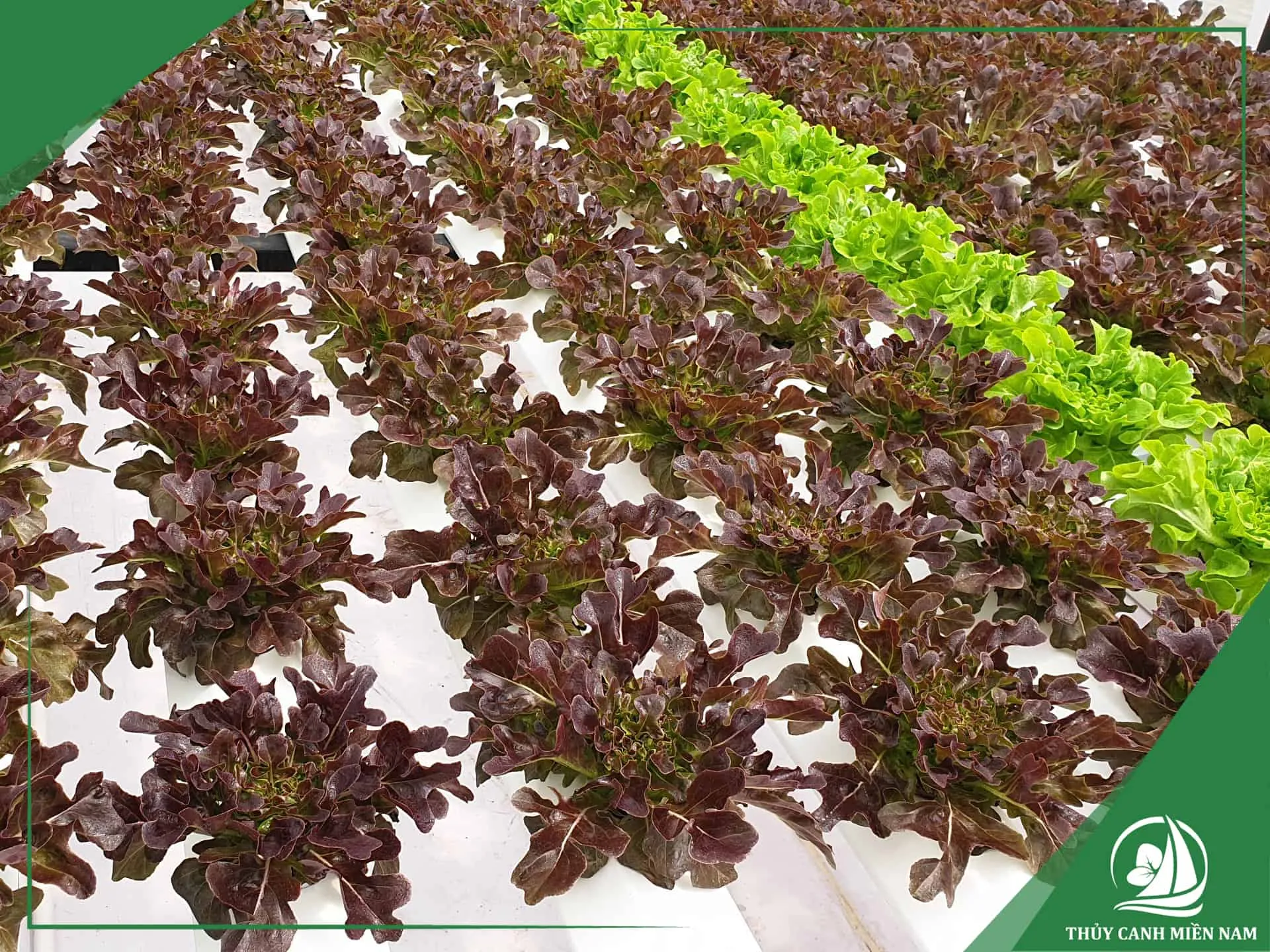 Mô hình Mini Farm thủy canh diện tích 30m2 tại sân vườn