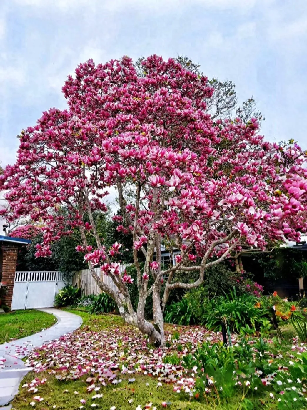 Cánh hoa Mộc Lan dày và bền giúp cây giữ được vẻ đẹp rạng rỡ trong thời gian dài.