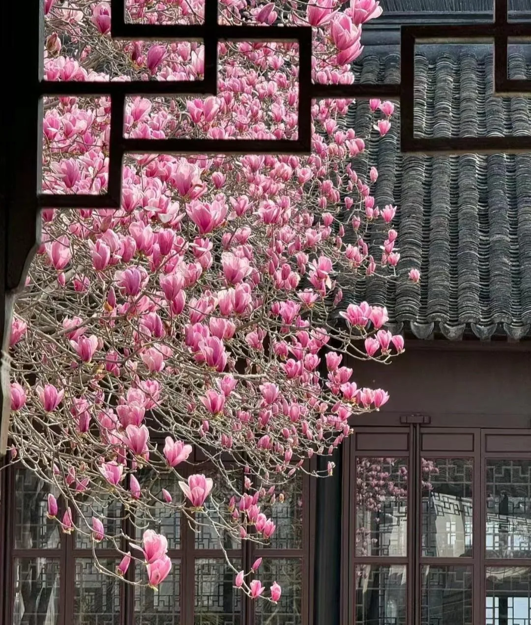 Hoa Mộc Lan trắng nở rộ mang lại hương thơm nhẹ nhàng và vẻ đẹp tinh khôi.