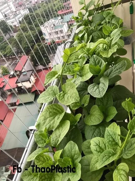 Khu vườn trên cao sử dụng giá treo chậu cây ban công inox 2026