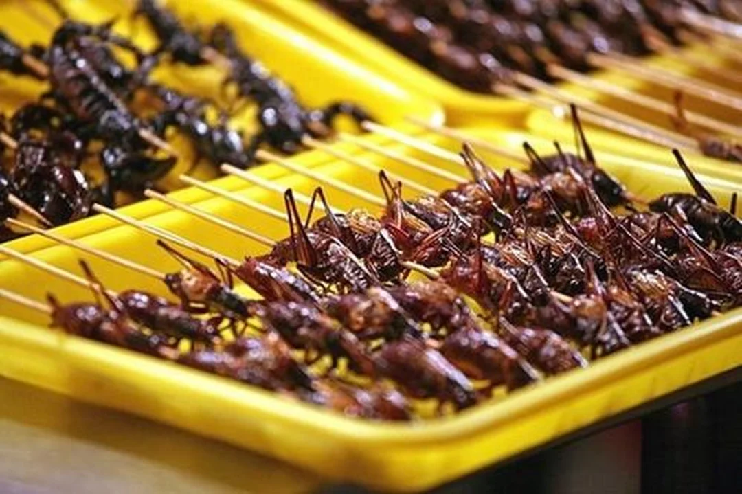 món châu chấu rang lá chanh tại quán côn trùng ở hà nội