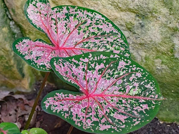 Cây Môn Đốm Đỏ