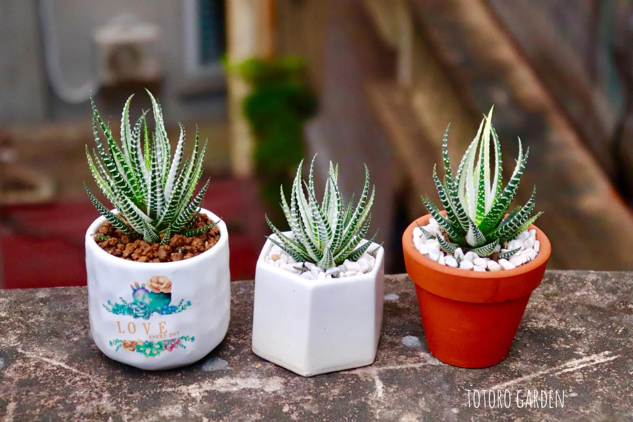 Haworthia móng rồng - giống sen đá chịu bóng tốt