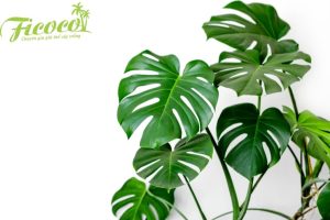 CÁCH TRỒNG CÂY MONSTERA - TRẦU BÀ LÁ XẺ - PHẦN 1