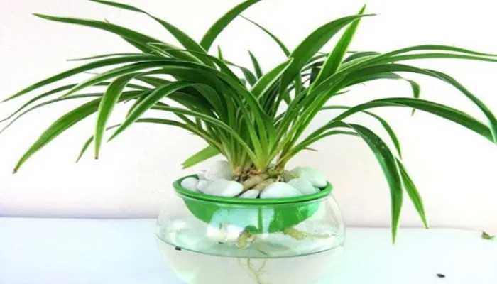 Những lưu ý khi trồng cây lá dứa tại nhà