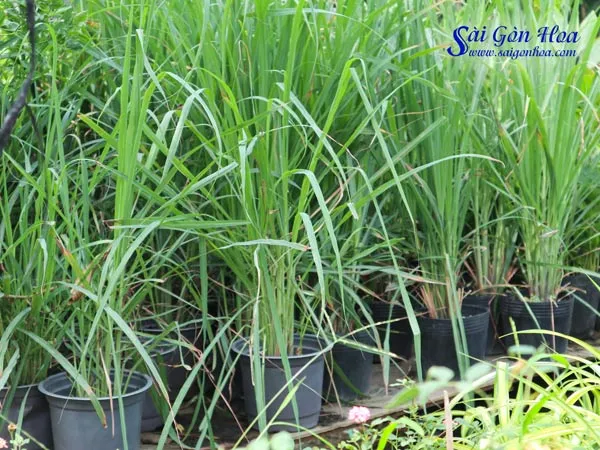 Cây sả đuổi rắn