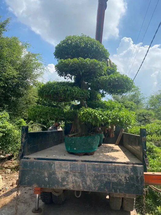 Mua cây sanh đẹp