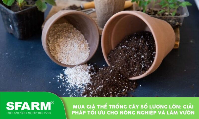 Giá Thể Ươm Hạt Giống SFARM: Giải Pháp Toàn Diện Cho Giai Đoạn Cây Con Khỏe Mạnh
