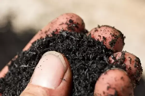 mua giá thể trồng rau thủy canh