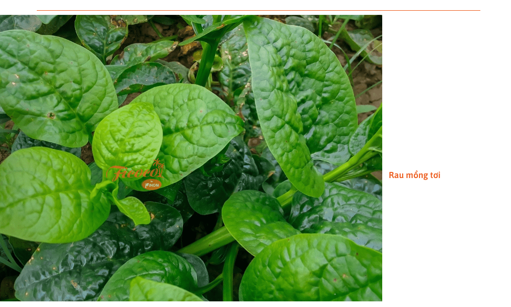 mua-he-trong-rau-gi