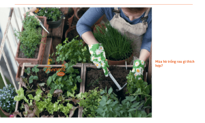 Mùa hè trồng rau gì? Danh sách các loại rau nhanh sinh trưởng trong mùa oi bức