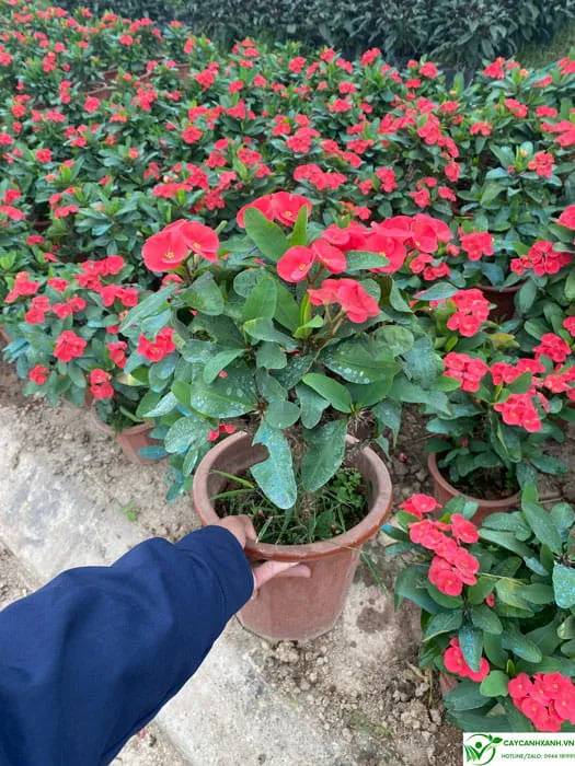 Mua cây xương rồng bát tiên