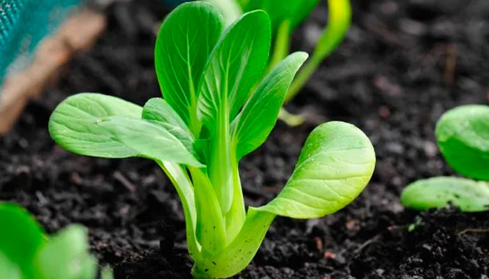 Cận cảnh chậu rau non ươm mầm vươn mình khỏe mạnh dưới ánh nắng phản chiếu tự nhiên