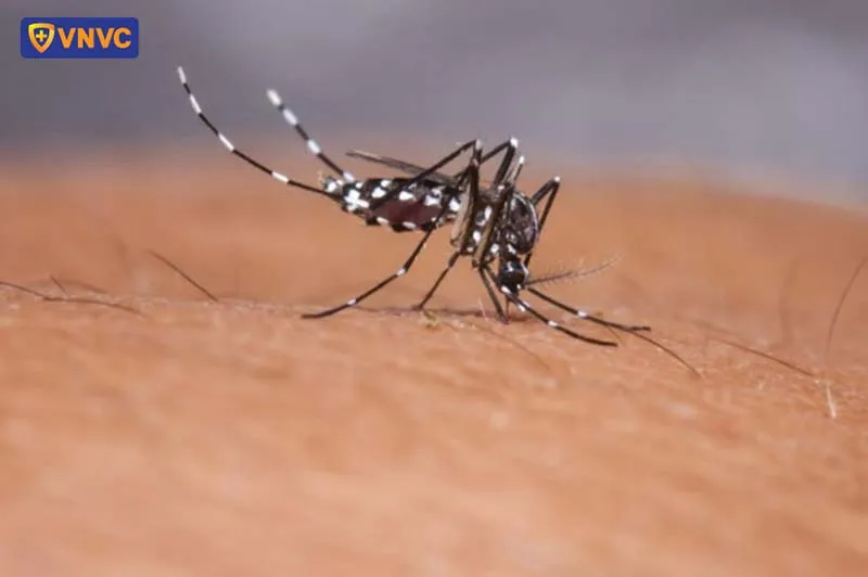 Mẫu muỗi vằn Aedes aegypti điển hình trong phòng thí nghiệm để nghiên cứu vắc xin sốt xuất huyết