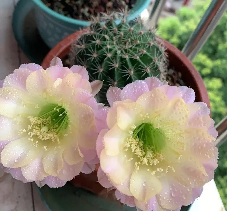 Muốn xương rồng nở hoa, hãy làm theo quy tắc “3 thêm – 1 ít” đảm bảo thành công