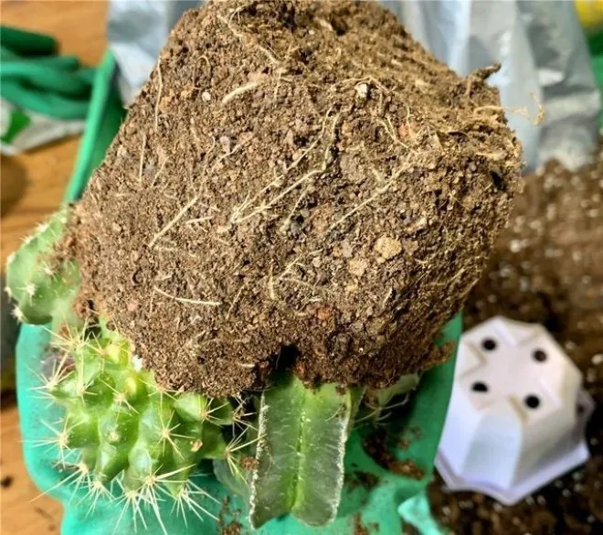 Cần chú ý kỹ đến kích thước chậu và độ thông thoáng của đất