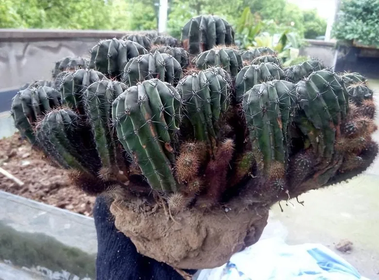 Ánh sáng là yếu tố quyết định đến sắc tố và chất lượng hoa