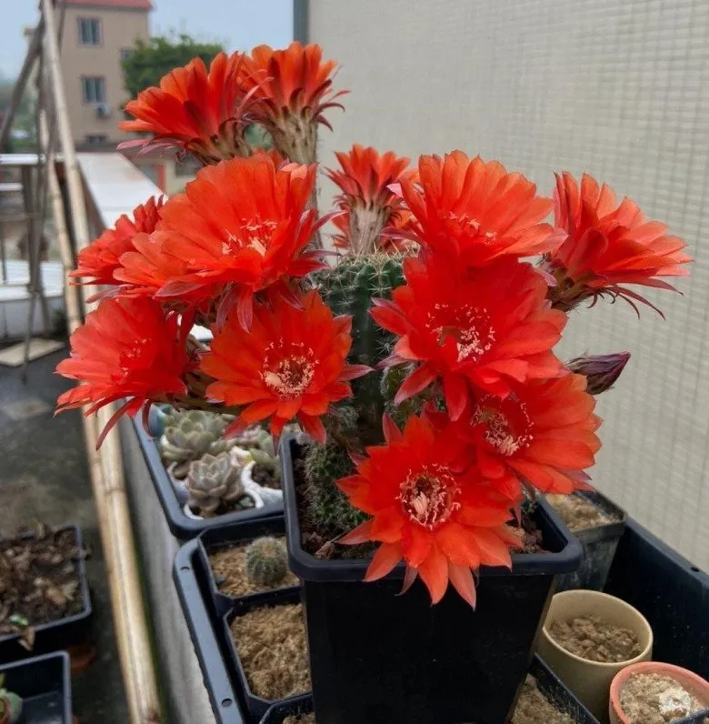 Cần duy trì độ ẩm vừa phải và bón phân đúng giai đoạn