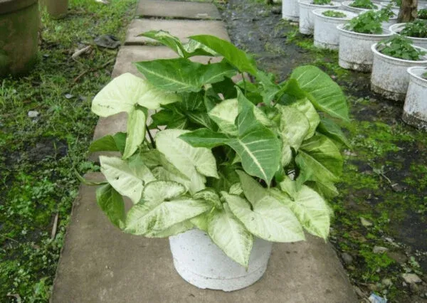 Cây muống nhật với lá đốm hồng trắng độc đáo