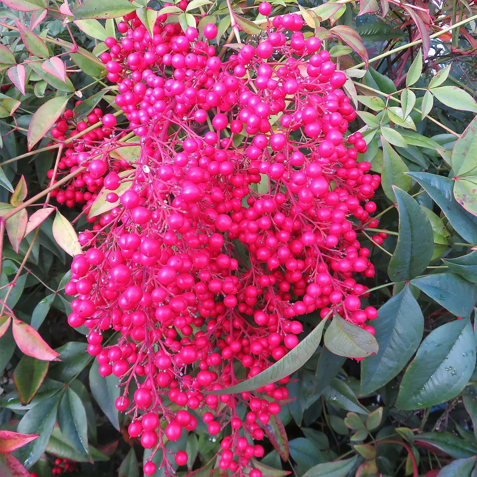 Nam thiên trúc với lá đỏ và quả đỏ