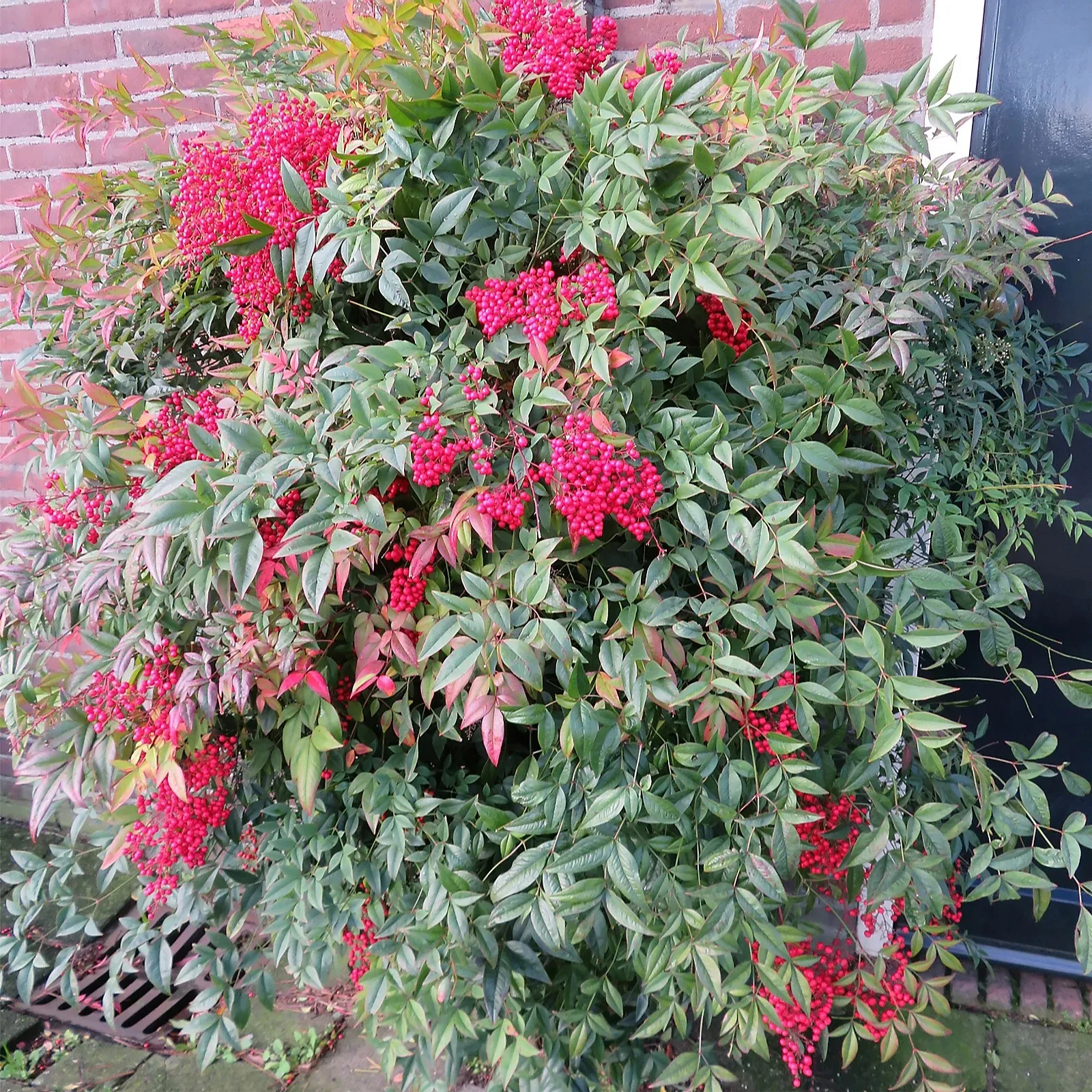 Nam thiên trúc trong chậu