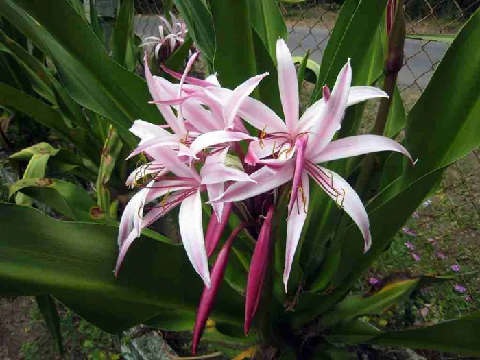 So sánh hình ảnh náng hoa đỏ và náng hoa trắng thực tế