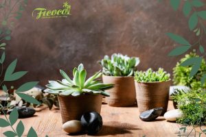 NÊN CHỌN PERLITE HAY PUMICE LÀM GIÁ THỂ TRỒNG SEN ĐÁ