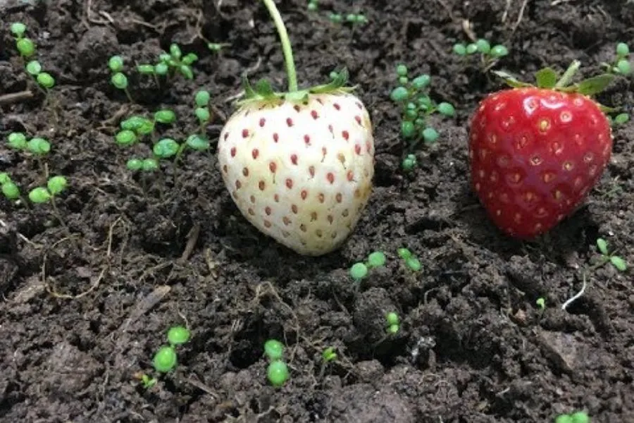 Hạt dâu tây nằm bên ngoài quả, cần tách và phơi khô trước khi gieo.