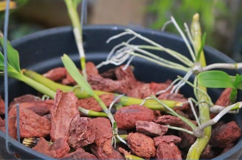 Nên Trồng Lan Bằng Xơ Dừa Tươi Hay Khô? Lời Khuyên Từ Chuyên Gia