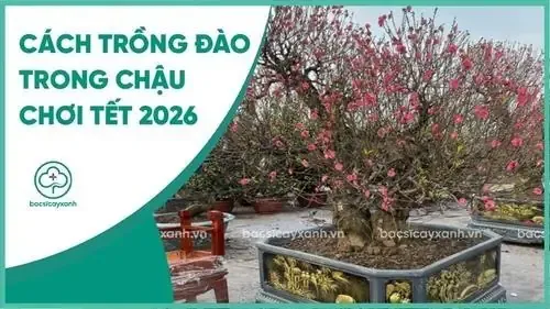 Cách Trồng Đào Vào Trong Chậu Chơi Tết 2026