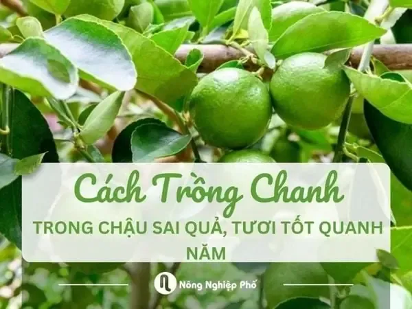 Cách Trồng Chanh Trong Chậu Sai Quả, Tươi Tốt Quanh Năm