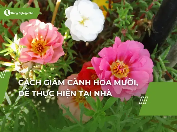 Cách Giâm Cành Hoa Mười, Dễ Thực Hiện Tại Nhà
