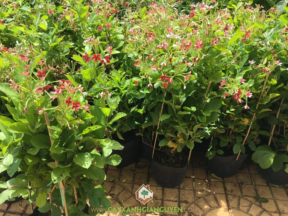 Cách ươm cây Sử Quân Tử, Cây Sử Quân Tử, Cây Trang Leo, Cây Dây Leo, Cây Xanh Gia Nguyễn