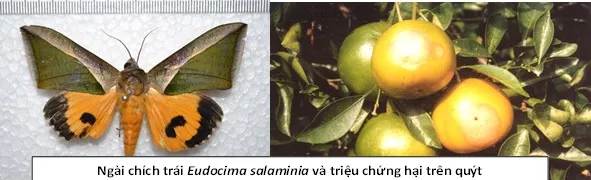 Ngài chích hút quả chín