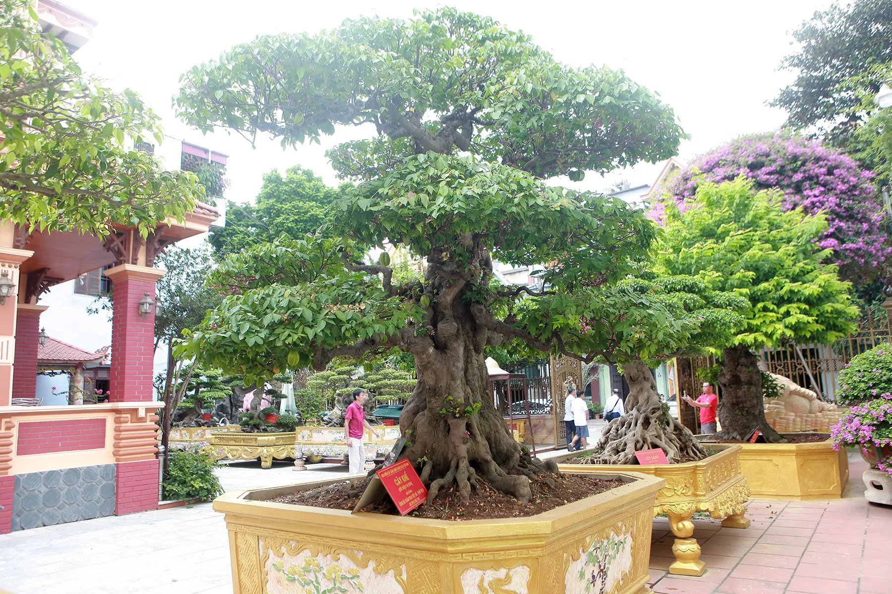 Cây khế bon sai đẹp - Các nghệ nhân thường ưu tiên khế chua cho các dáng trực cổ thụ