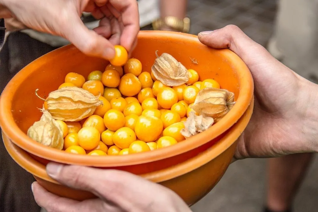 Ngâm hạt giống tầm bóp từ 2-4h trước khi gieo trồng