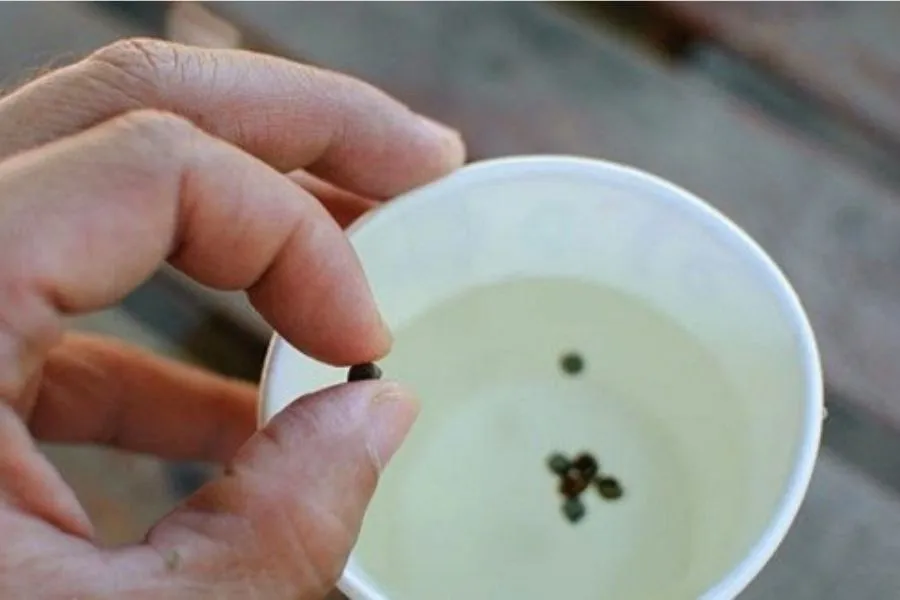 Ngâm hạt giúp phá vỡ lớp vỏ cứng, tăng tỷ lệ nảy mầm.